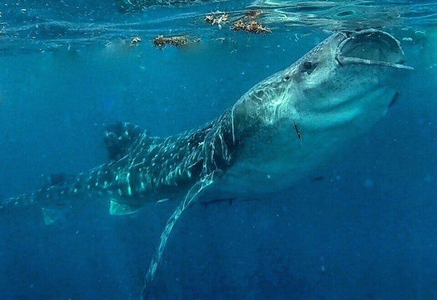 Whale Shark