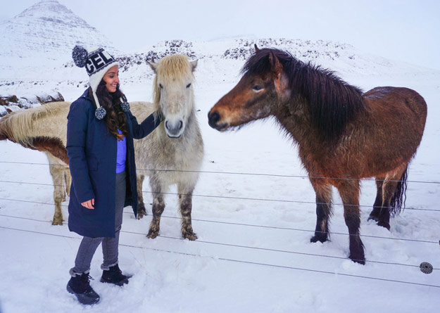 Iceland horses